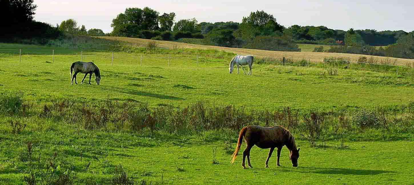 Rideferie på Nordfyn - se heste på fold i ren idyl