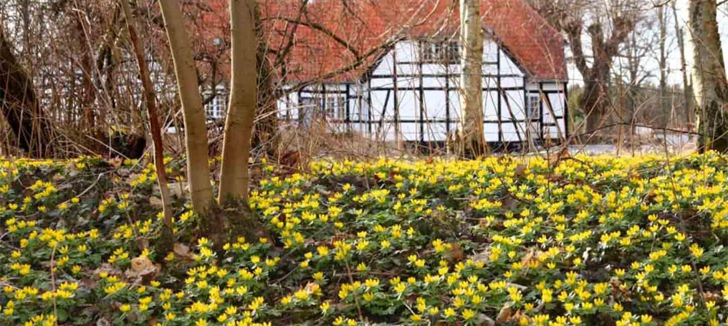 Erantis dækker skovbunden ved Jerstrup Hovedgård