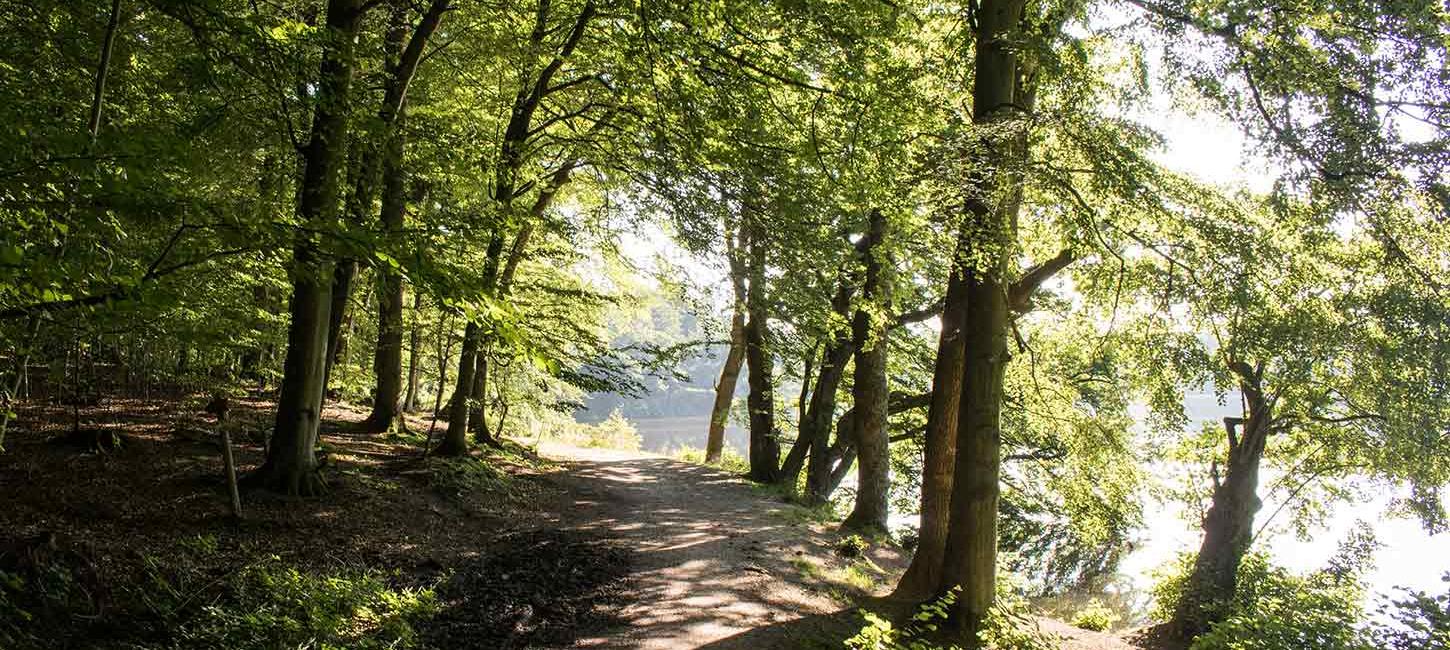 Stien langs Langesø med solen mellem træerne