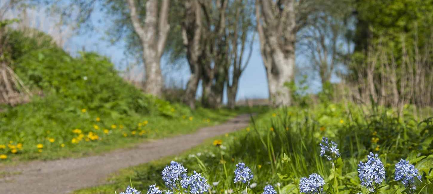 Blå forårsblomster ved den grønne kløversti og kærlighedsstien i Otterup