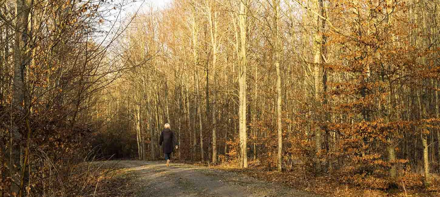 Stien i Otterup Byskov i efterår og vinter med træer i gyldne farver