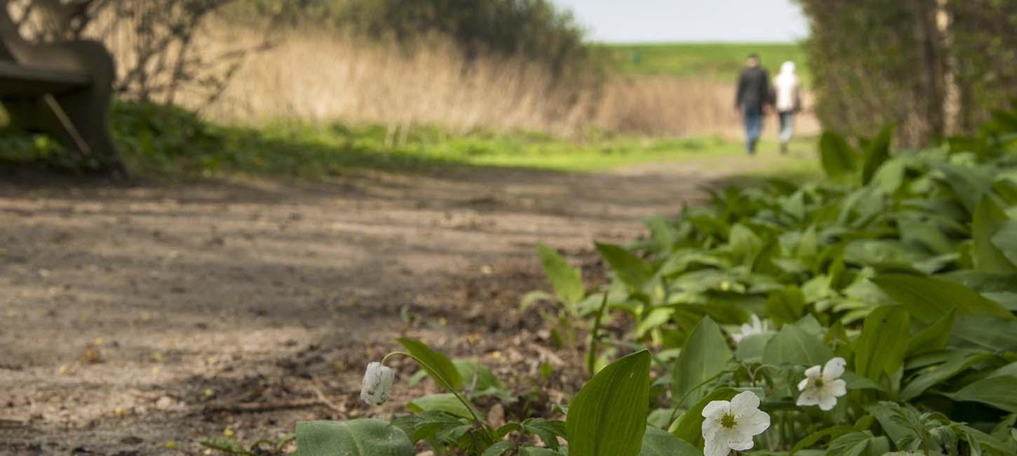 Et par går tur på stien ved Dallund med hvide blomster i forgrunden