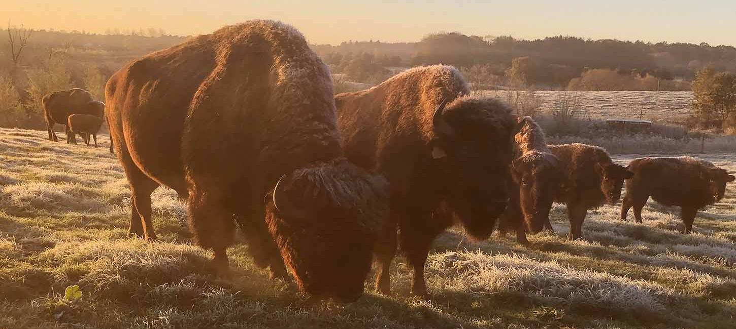 Bisoner ved Ditlevsdal Bison Farm