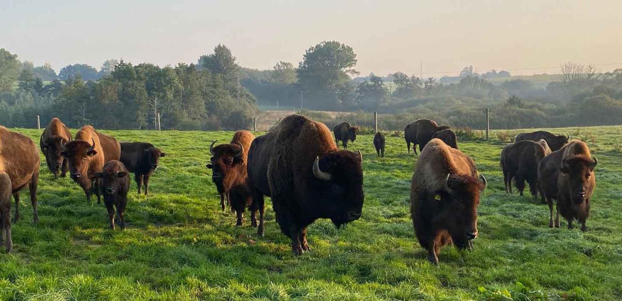 En bisonflok på prærien ved Ditlevsdal Bisonfarm