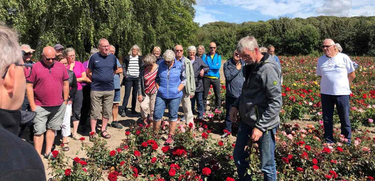 Guidet tur i rosenmarkerne på Grønløkke Planteskole