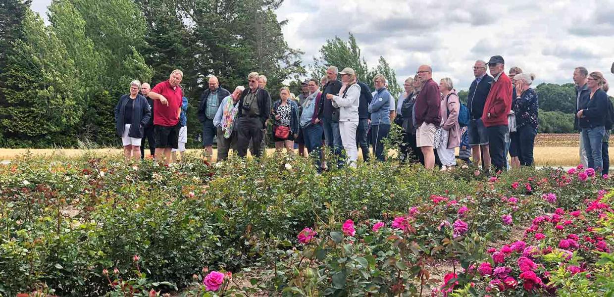 Gartneren fortæller om roser til guidet rundvisning i rosenmarkerne