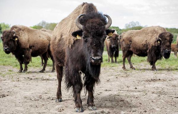 Se de store bison på Ditlevsdal Bisonfarm