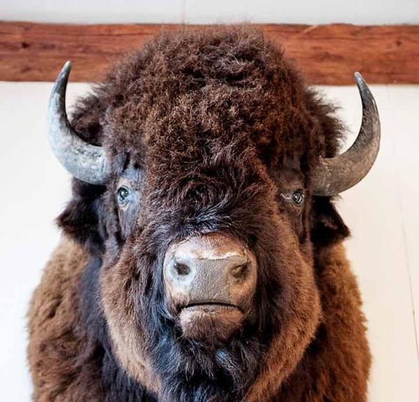 Bisonhoved på væg hos Ditlevsdal Bisonfarm
