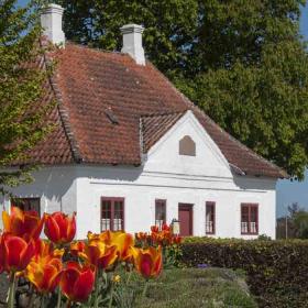 Otterup museum med tulipaner