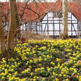 Erantis dækker skovbunden ved Jerstrup Hovedgård