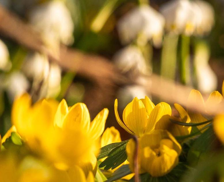 Påskeblomster