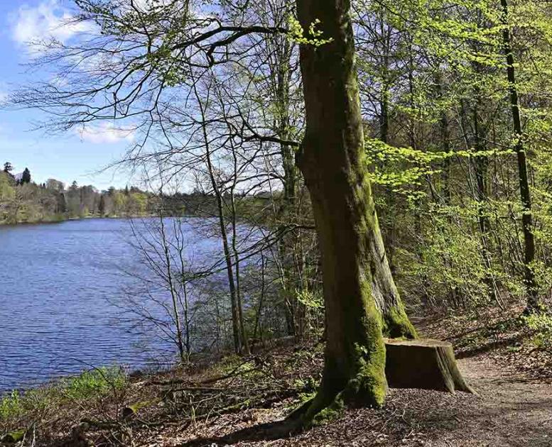 Langesø udsigt over søen og træer i forår 